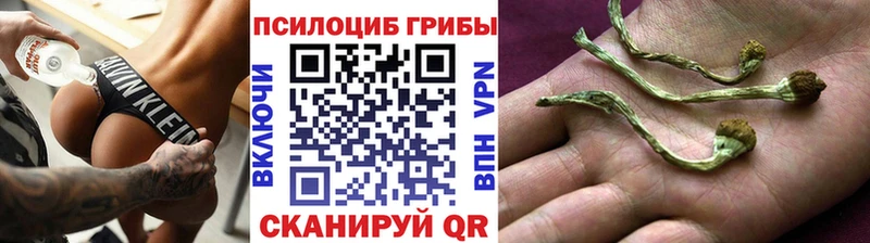 наркотики  Ефремов  Псилоцибиновые грибы GOLDEN TEACHER 